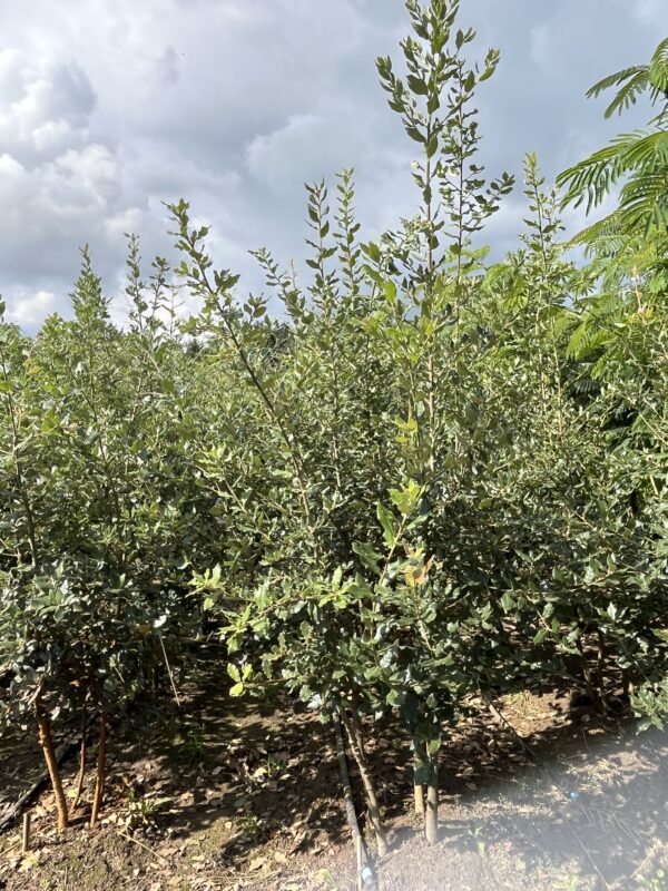 Quercus ilex - Afbeelding 3