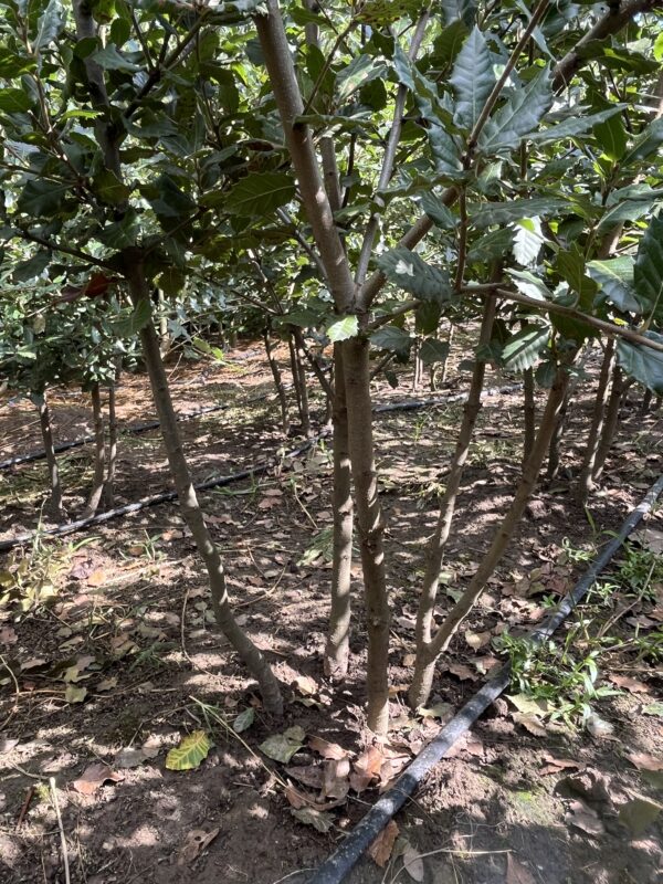 Quercus ilex - Afbeelding 2