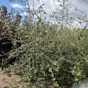 Quercus suber
