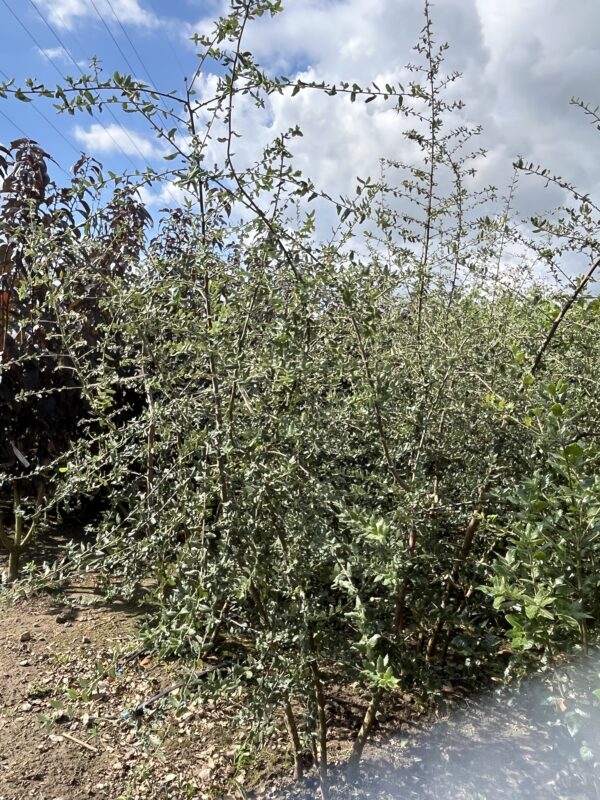 Quercus suber