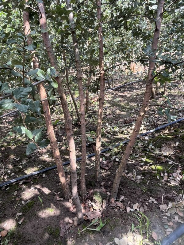 Quercus suber - Afbeelding 2