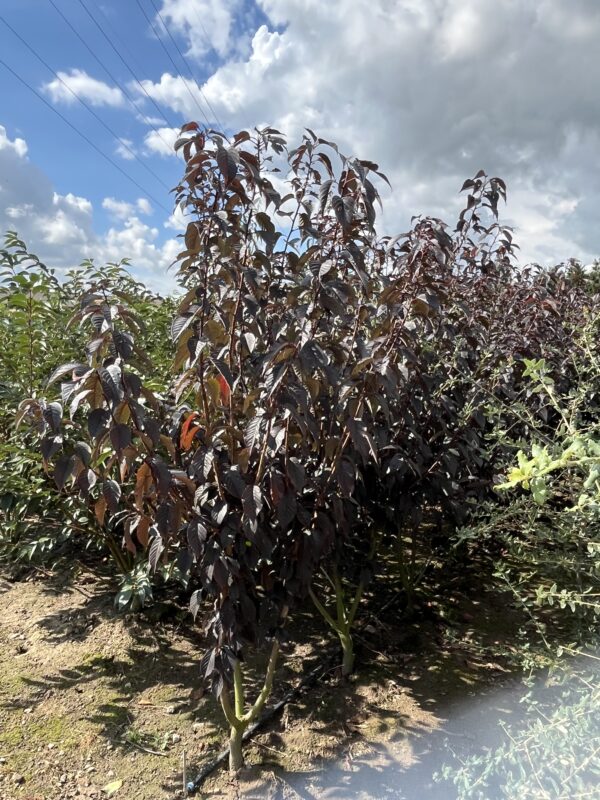 Prunus serrulata ‘Royal Burgundy’ - Afbeelding 2