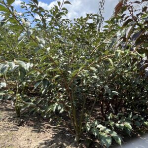 Prunus ‘Accolade’