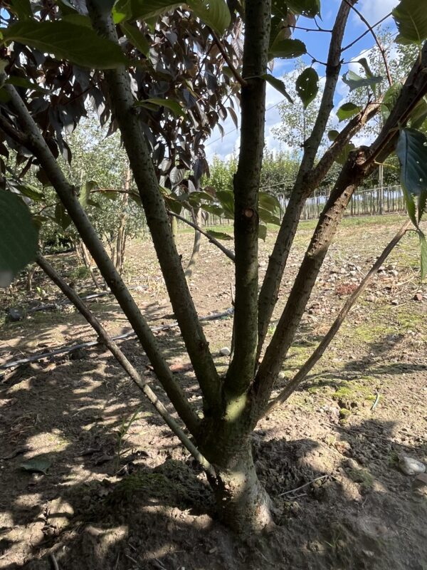 Prunus ‘Accolade’ - Afbeelding 3
