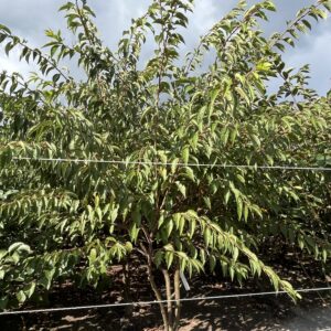 Prunus subhirtella ‘Autumnalis’