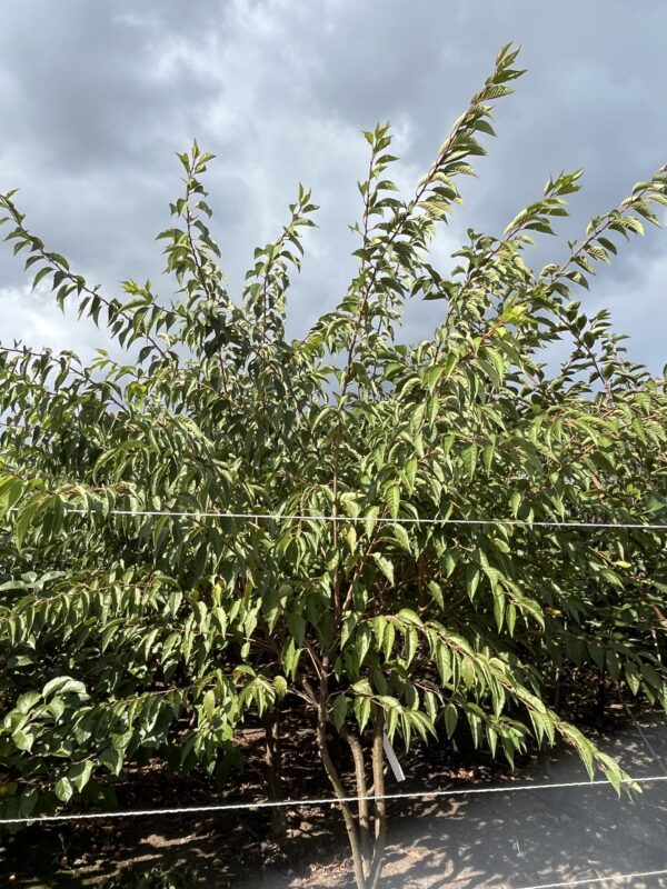 Prunus subhirtella ‘Autumnalis’ - Afbeelding 3