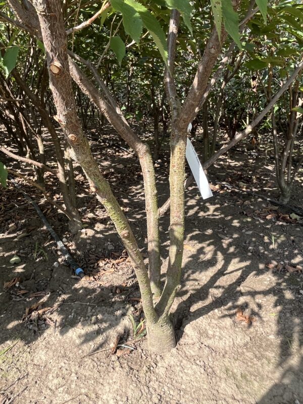 Prunus subhirtella ‘Autumnalis’ - Afbeelding 2