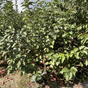 Malus ‘Evereste’