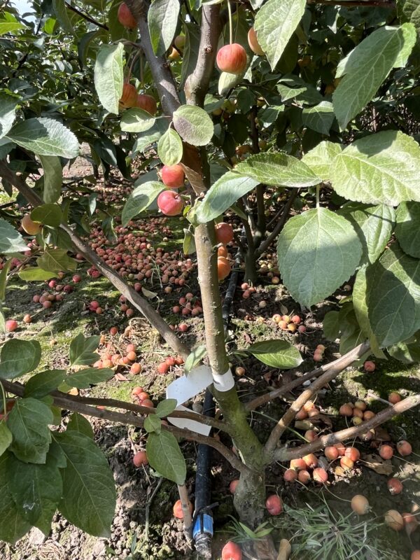 Malus ‘Evereste’ - Afbeelding 2