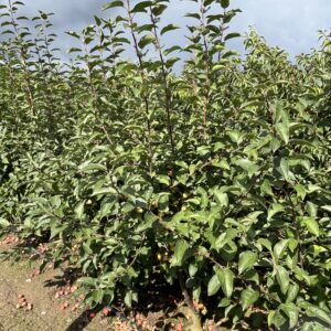Malus ‘Red Sentinel’