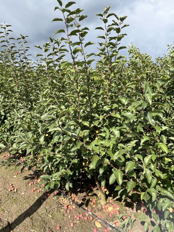 Malus ‘Red Sentinel’
