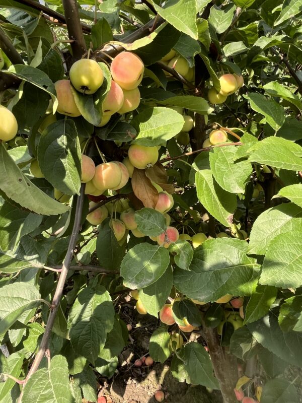 Malus ‘Red Sentinel’ - Afbeelding 3