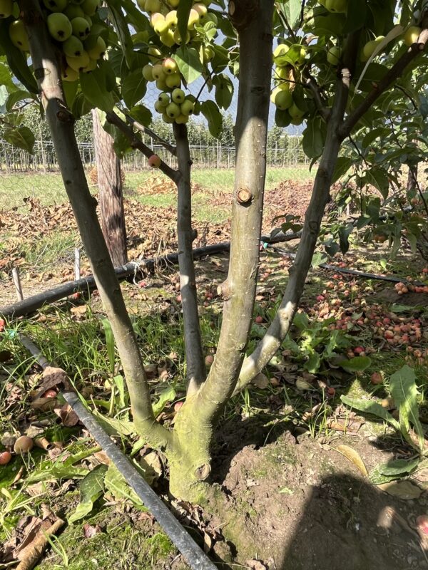 Malus ‘Red Sentinel’ - Afbeelding 2