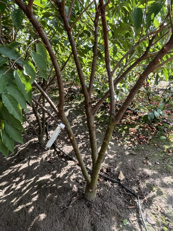Prunus ‘Accolade’ - Afbeelding 2