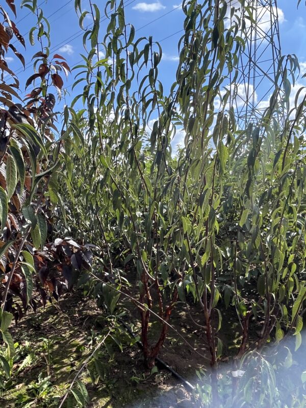 Prunus serrula - Afbeelding 2