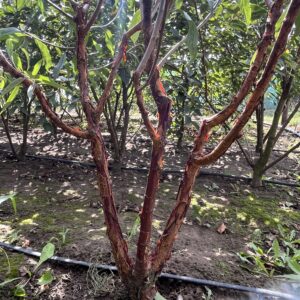 Prunus serrula