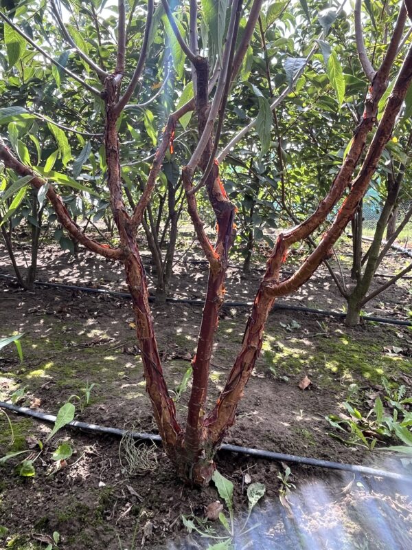 Prunus serrula