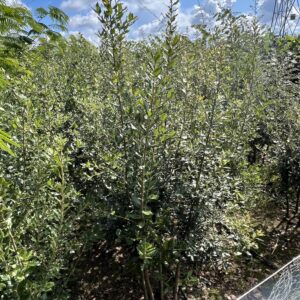 Quercus ilex