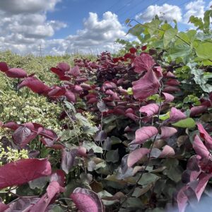Cercis canadensis ‘Forest Pansy’