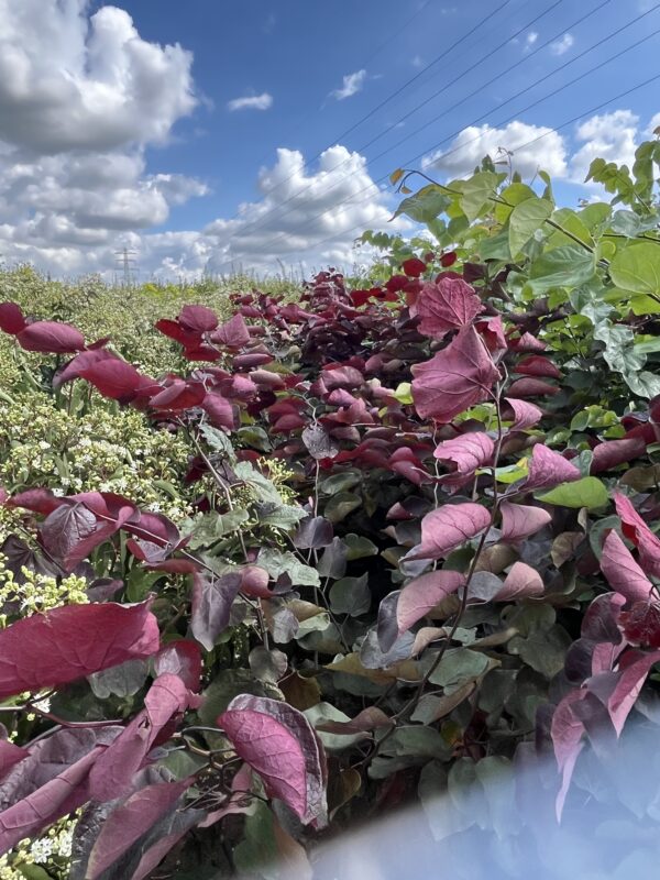 Cercis canadensis ‘Forest Pansy’