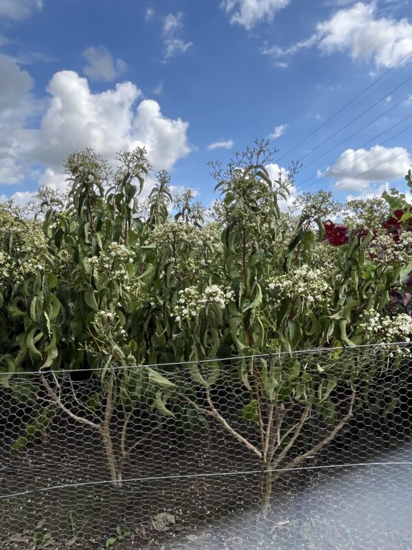Heptacodium miconioides - Afbeelding 8