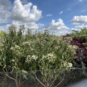 Heptacodium miconioides