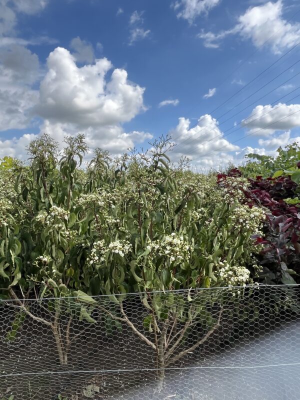 Heptacodium miconioides