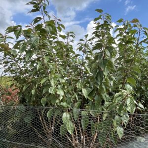 Prunus serrulata ‘Kanzan’