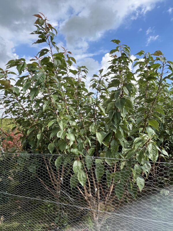 Prunus serrulata ‘Kanzan’