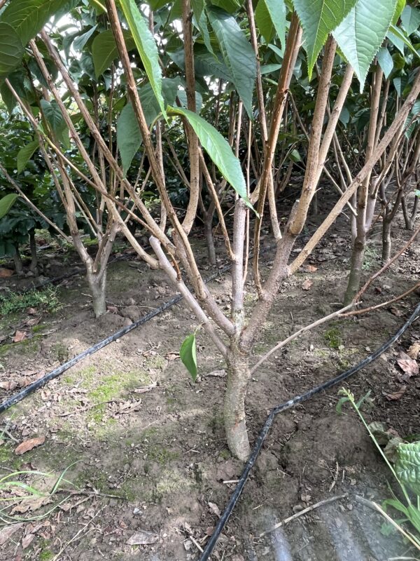 Prunus serrulata ‘Kanzan’ - Afbeelding 2