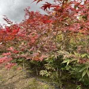 Acer palmatum ‘Atropurpureum’