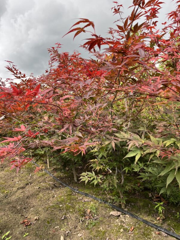 Acer palmatum ‘Atropurpureum’