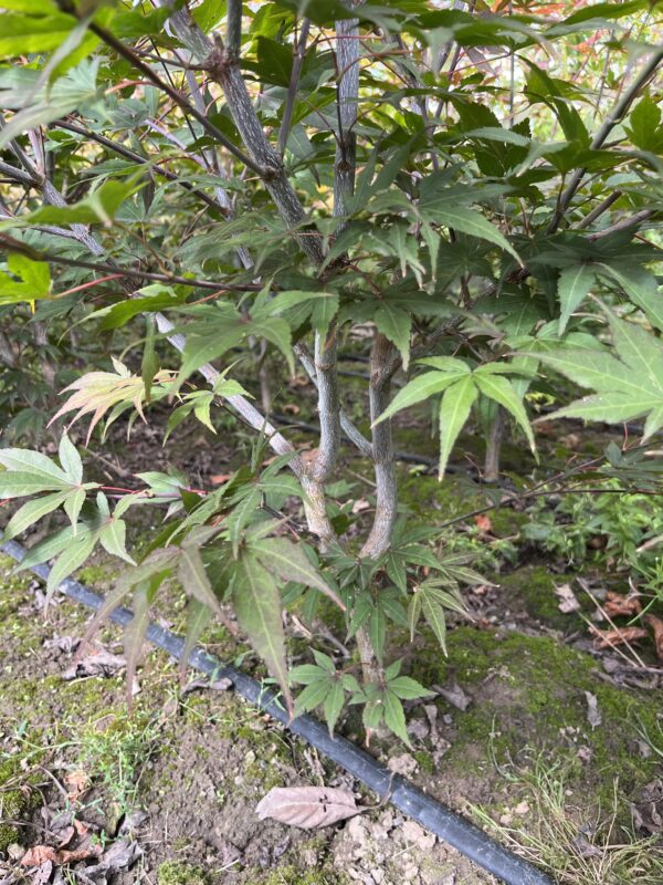 Acer palmatum ‘Atropurpureum’ - Afbeelding 3