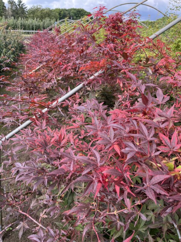 Acer palmatum ‘Atropurpureum’ - Afbeelding 2