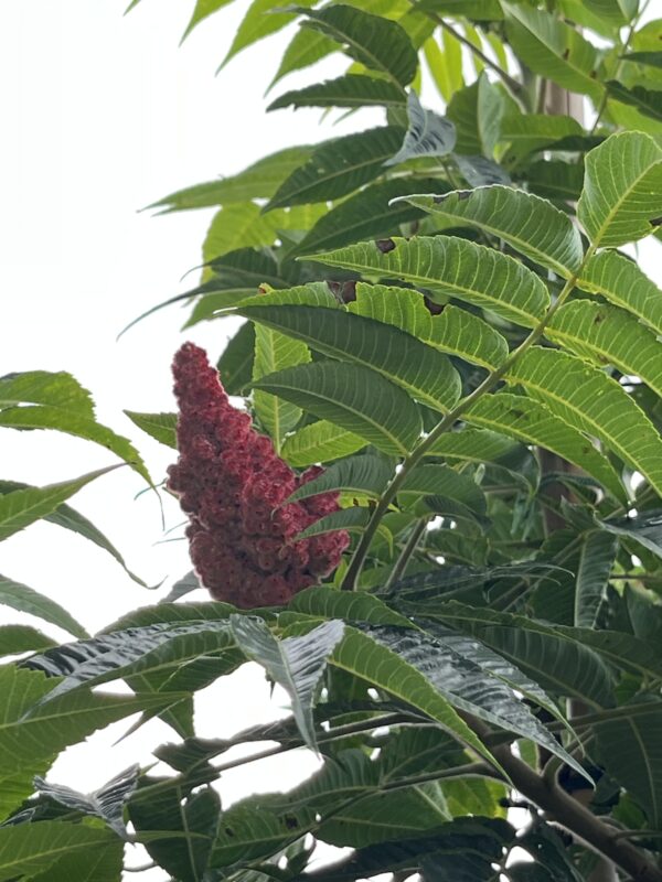Rhus typhina - Afbeelding 2