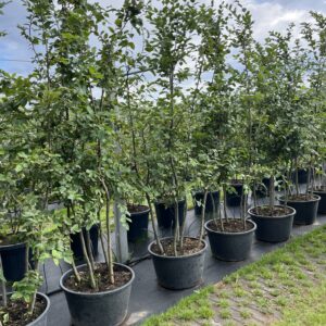 Carpinus betulus
