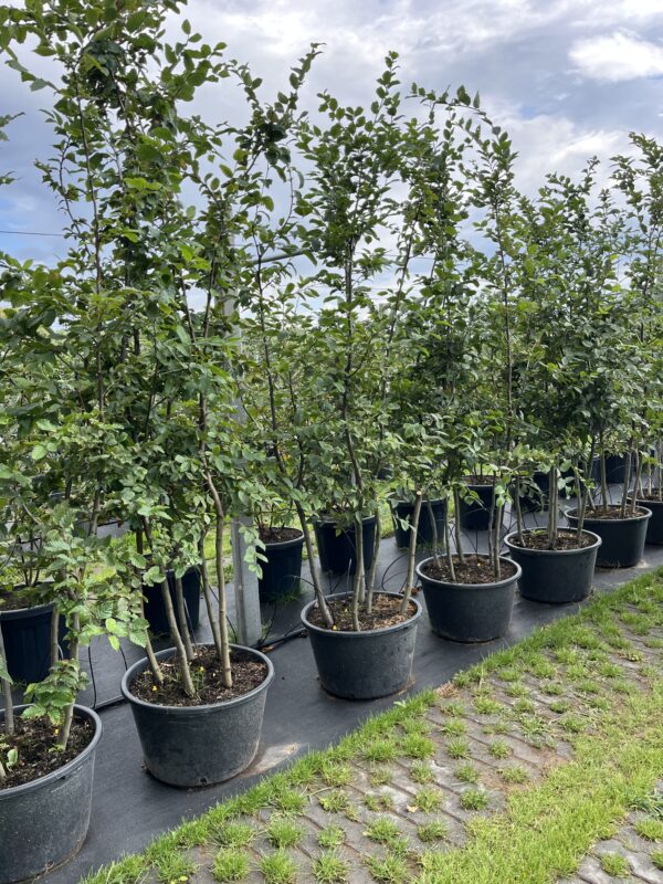 Carpinus betulus