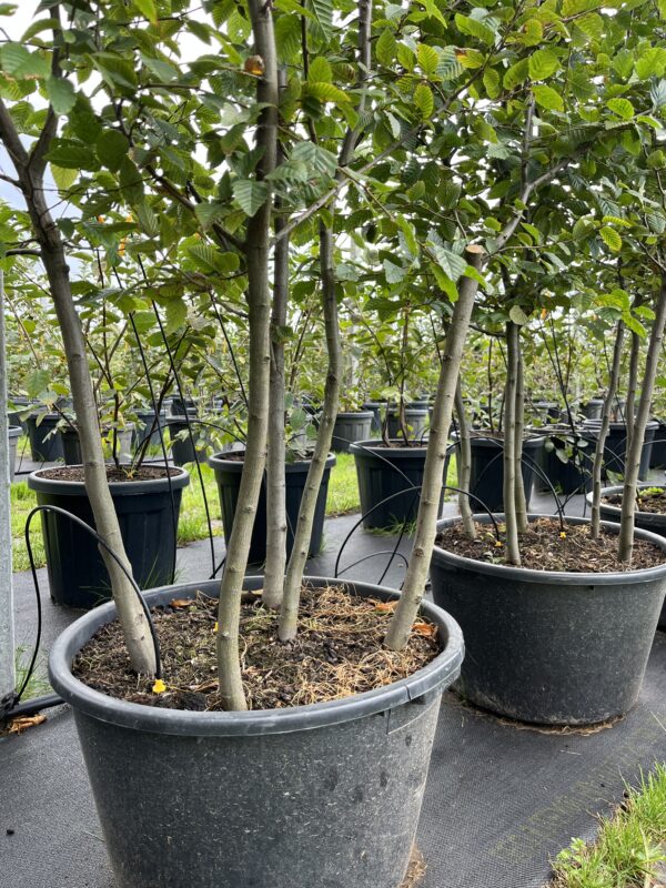 Carpinus betulus - Afbeelding 2
