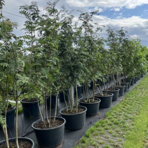 Sorbus aucuparia