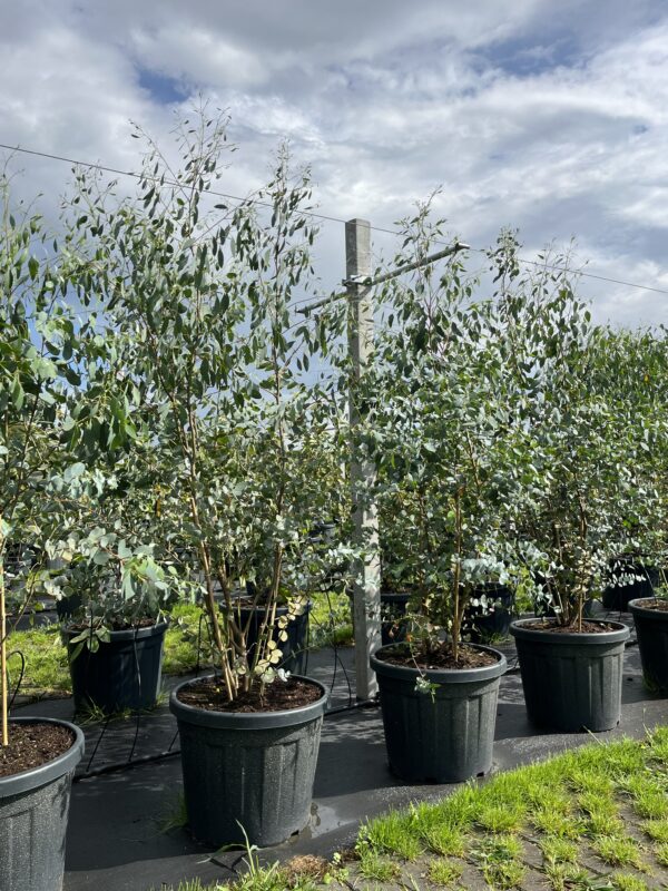 Eucalyptus gunnii