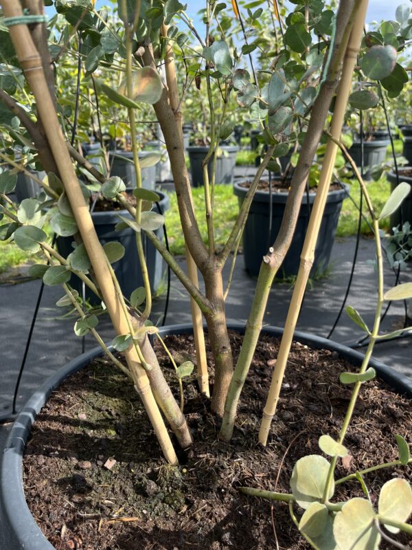 Eucalyptus gunnii - Afbeelding 2
