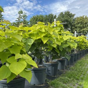 Catalpa bignonioides ‘Aurea’
