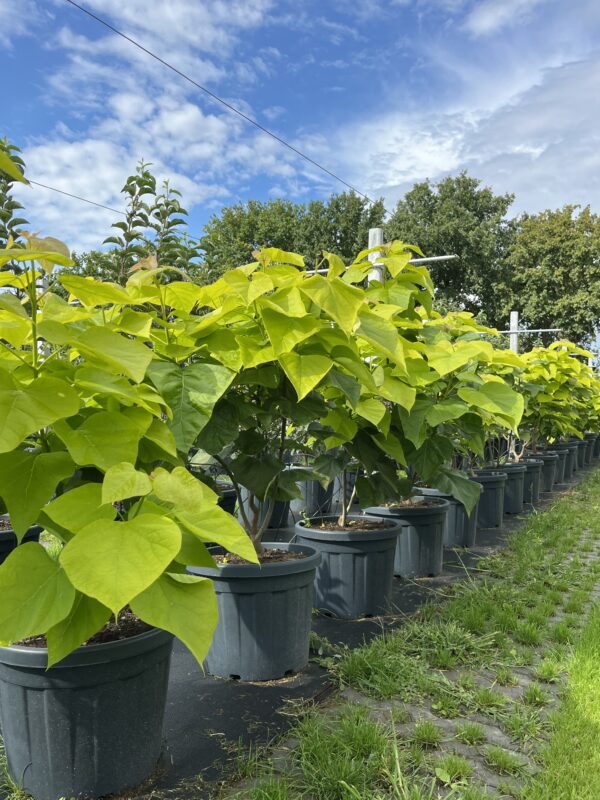Catalpa bignonioides ‘Aurea’