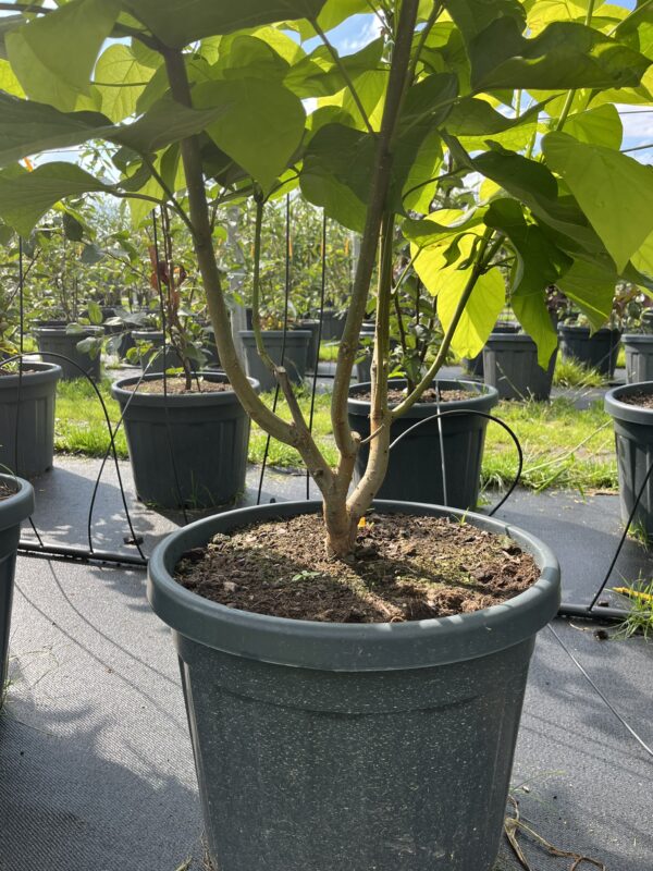 Catalpa bignonioides ‘Aurea’ - Afbeelding 3