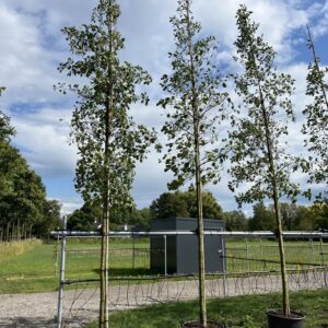 Alnus glutinosa