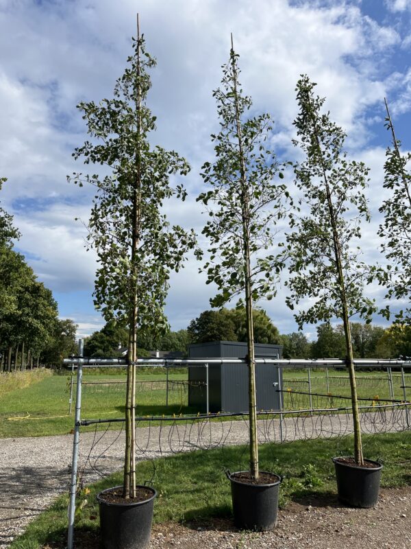 Alnus glutinosa