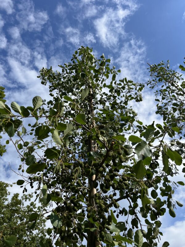 Alnus glutinosa - Afbeelding 2