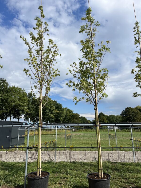 Acer saccharinum ‘Pyramidale’