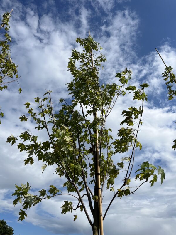 Acer saccharinum ‘Pyramidale’ - Afbeelding 2