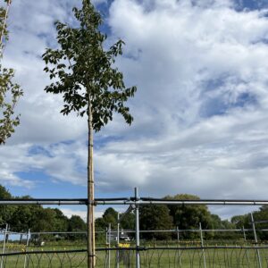 Alnus spaethii ‘Spaeth’